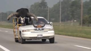 Yolcu koltuğunda boğa oturuyordu! Elinde pompalı tüfekli sürücü herkesi şoke etti