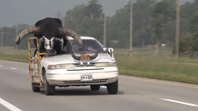 Yolcu koltuğunda boğa oturuyordu! Elinde pompalı tüfekli sürücü herkesi şoke etti