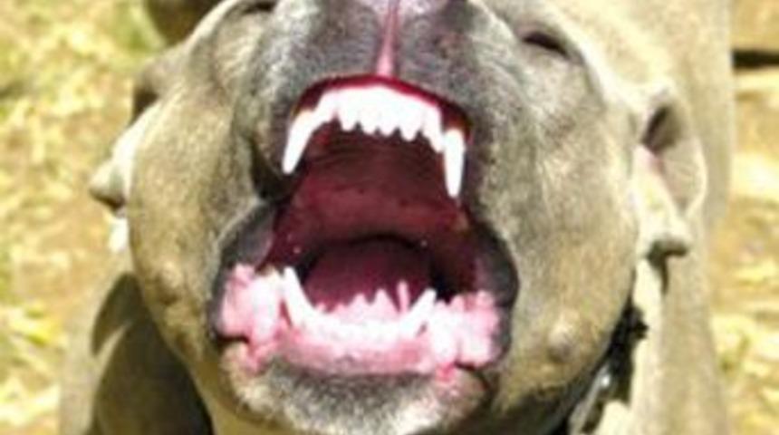 Pitbullu şehir eşkıyaları dehşet sa&ccedil;ıyor