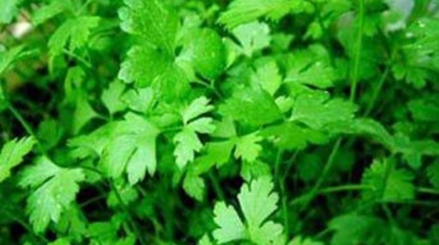 Maydanoz cinsel isteği artırıyor