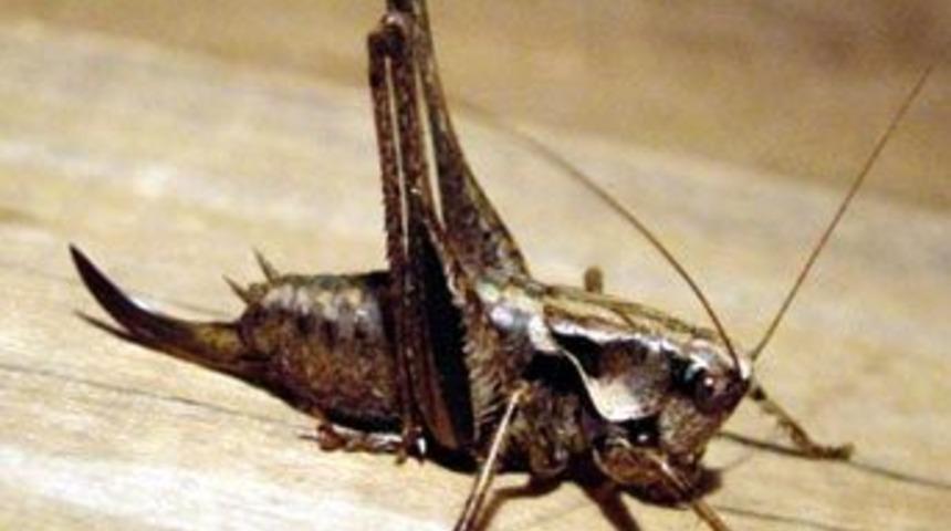 &Ccedil;ekirge ni&ccedil;in yok ediyor