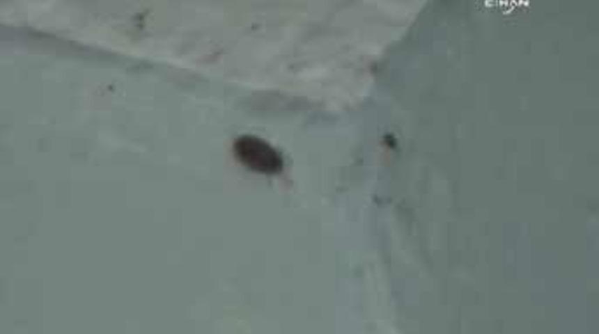 Kene kansere de neden oluyormuş