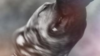 3 yaşındaki çocuğa pitbull saldırdı! Kolu kopan çocuk hastaneye kaldırıldı... Durumu kritik