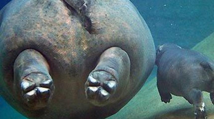 2 tonluk annenin g&ouml;r&uuml;lmemiş sevgisi!