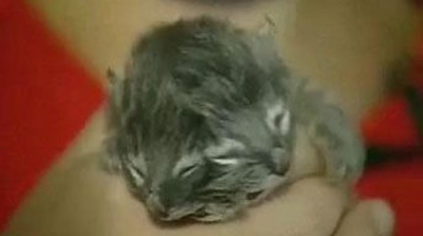 İnternette rekor kıran garip kedi