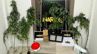 Evde uyuşturucu yetiştiren karı-koca önce gözaltına alındı, sonra serbest bırakıldı