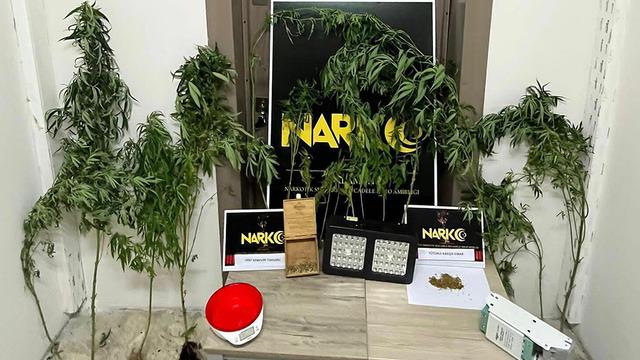 Evde uyuşturucu yetiştiren karı-koca önce gözaltına alındı, sonra serbest bırakıldı