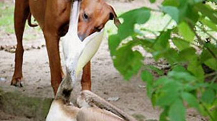 Pelikanın &ccedil;ılgına d&ouml;nd&uuml;ğ&uuml; an!