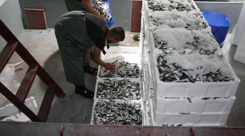 Kocaeli'de balıkçıların ağları sezonun ilk gününde istavritle doldu