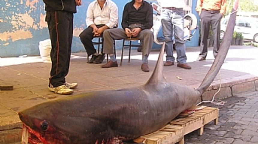 4 metrelik camg&ouml;z k&ouml;pek balığı Aydınlıların ilgi odağı oldu