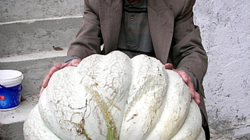 47 kiloluk dev kabak