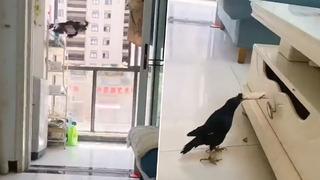 Bu kuş özel olarak eğitilmiş! Sokaktan topladığı paraları eve böyle getiriyor... Sosyal medyada olay oldu