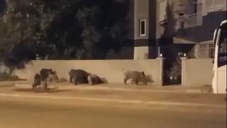 Şehre inip evlerin kapısına dayanan domuz sürüsü, site sakinlerine büyük şok yaşattı! 'Ben nasıl eve gireceğim''
