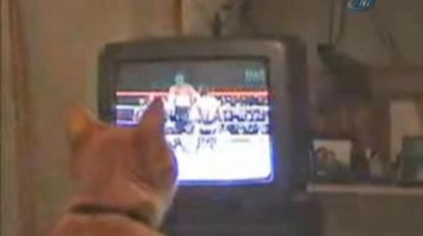 Kedinin boks sevgisi!