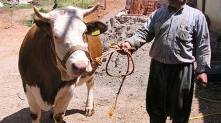 İnek s&uuml;rg&uuml;n yedi!