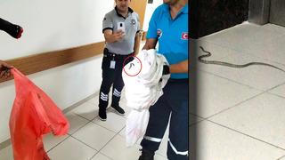 Hastanenin davetsiz misafiri ortalığı karıştırdı! Yavru Akdeniz engereğini gören hasta yakını telefona sarıldı