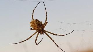 Dünyanın en zehirlilerinden... Türkiye'de görüldü! Uzman isimden uyarı geldi