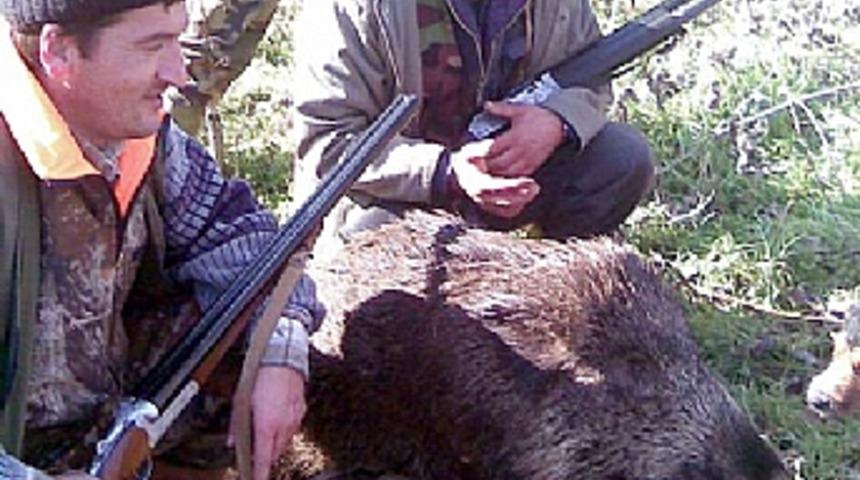 Gebze'nin k&ouml;ylerini domuzlar bastı 