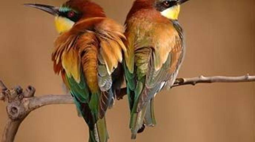 Kuşlar neden &ouml;ter