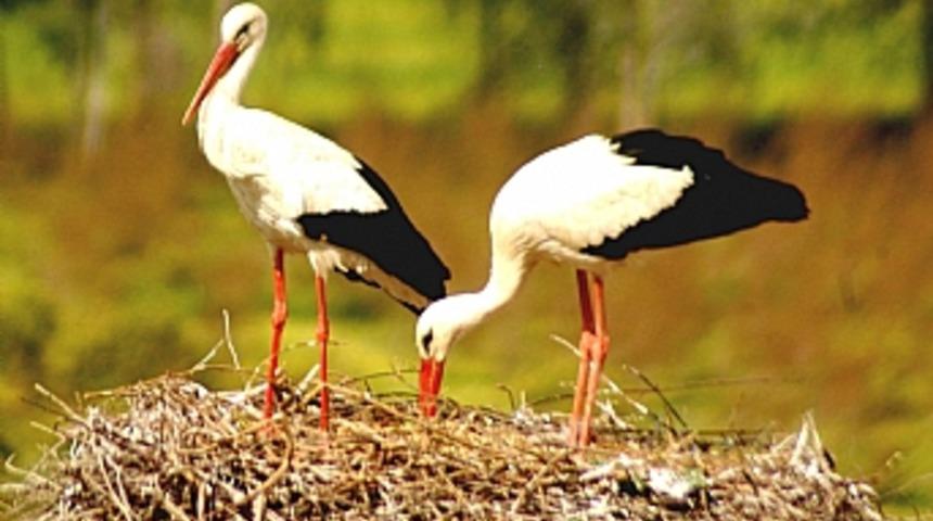 Leylekler "leylek k&ouml;y&uuml;ne" k&uuml;st&uuml;