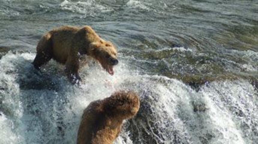 Bir ayı ile nasıl d&ouml;v&uuml;ş&uuml;l&uuml;r?