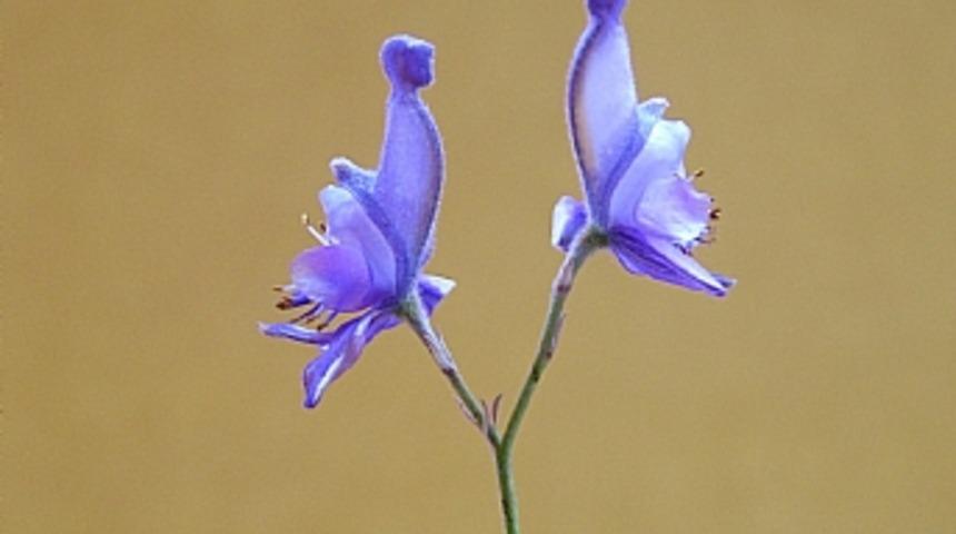 Ahlat'ta kuşa benzeyen &ccedil;i&ccedil;ek