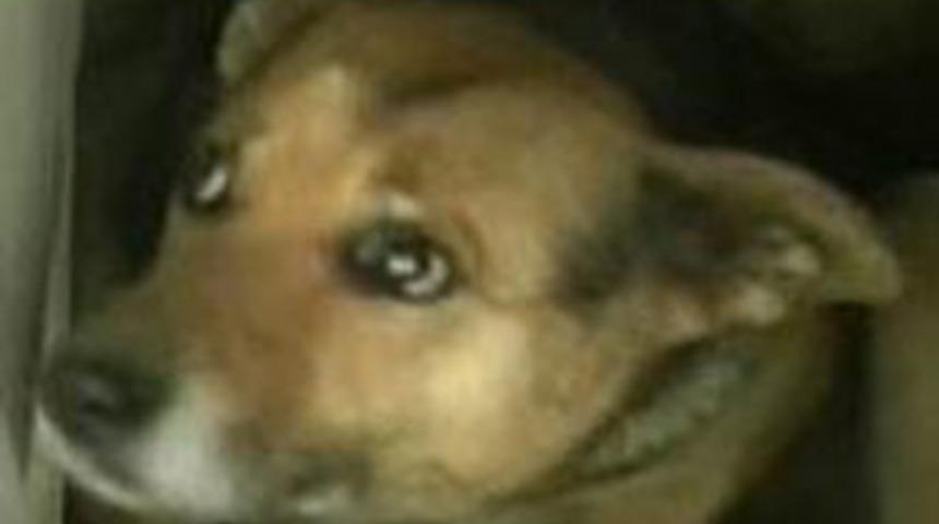 Annesi terk etti k&ouml;pek sahiplendi