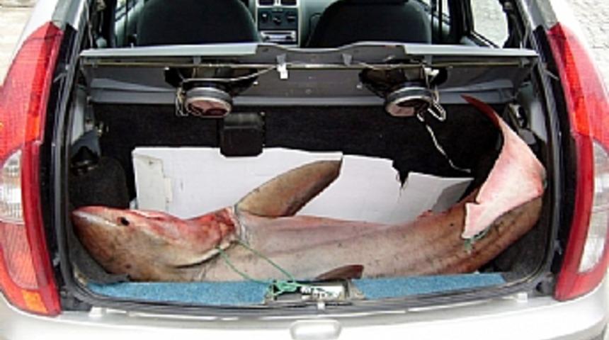 Bagajda k&ouml;pek balığı   