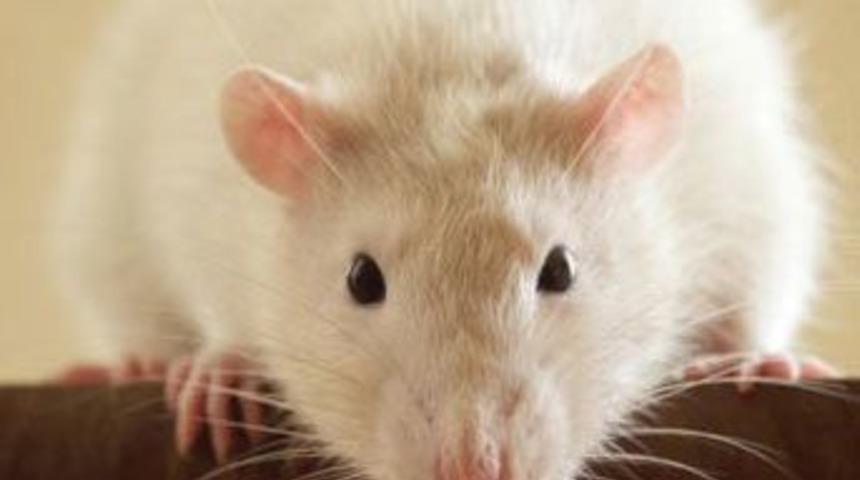 Fareler "kumar" oynayabiliyor