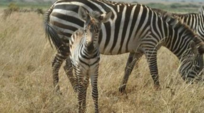 Abdullah G&uuml;l'&uuml;n g&ouml;z&uuml;nden Afrika