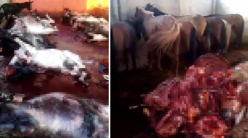 Mide bulandıran görüntüler: Bunları insanlara yedireceklerdi! 14 eşek, 6 at...