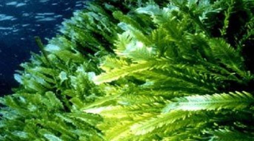 &Uuml;lsere yosun tedavisi