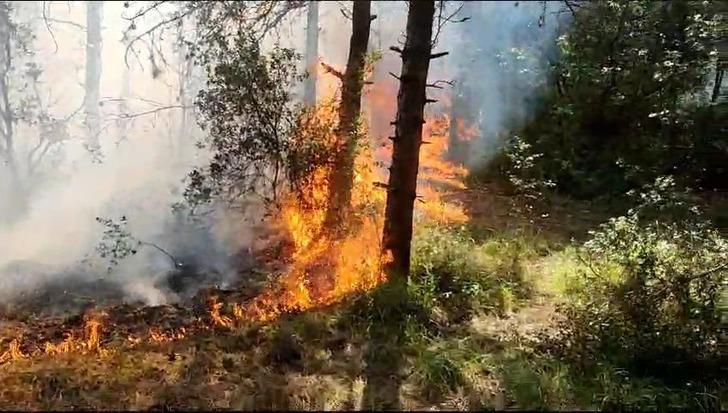 SON DAKİKA| Sultangazi Kent Ormanı'nda yangın! Dumanlar İstanbul'un birçok noktasından görülüyor