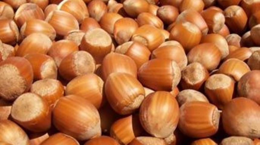 Fındık kolestrol&uuml; d&uuml;ş&uuml;r&uuml;yor