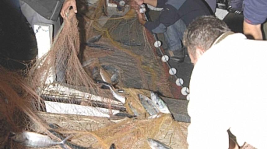 Gelibolu'da palamut bolluğu