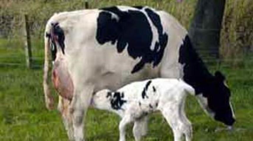 G&ouml;kten inek yağdı!