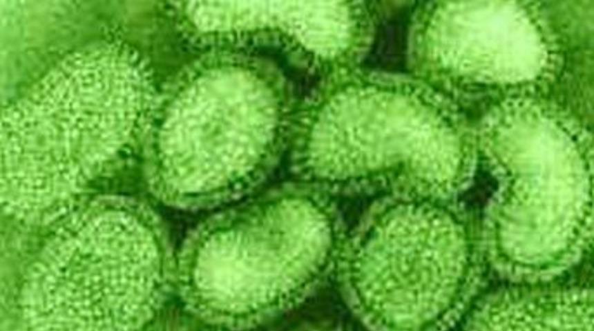 Katilin Kod Adı HSN1