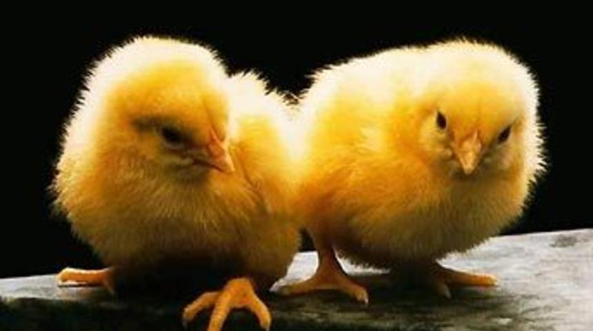 Civcivler matematik biliyor