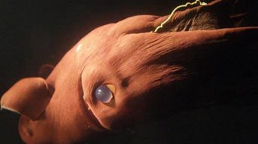 Derin mavinin en garip canlıları