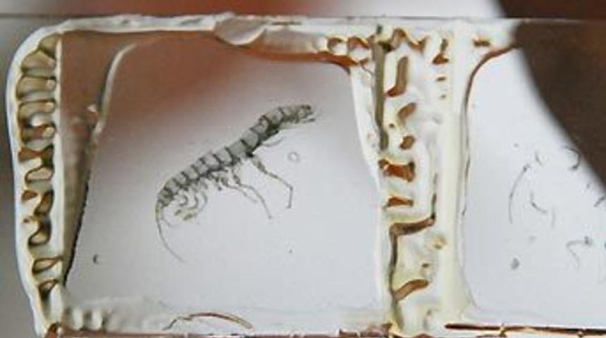 T&uuml;rk bilim adamları yeni bir canlı t&uuml;r&uuml; buldu