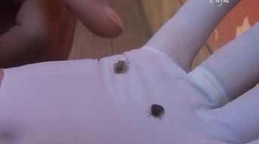 &Ouml;l&uuml;mc&uuml;l vir&uuml;s taşıyan keneler iş başında