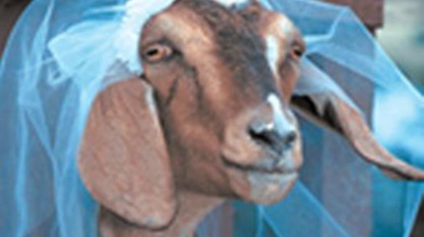 Tecav&uuml;zc&uuml;, ke&ccedil;iyle evlenmek zorunda kaldı!