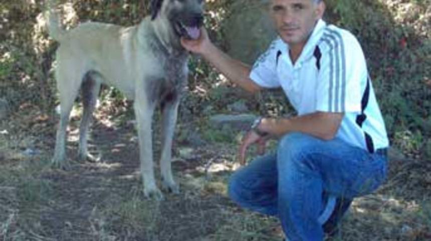 5 bin YTL'lik kangal cinsi k&ouml;pek &ccedil;alındı