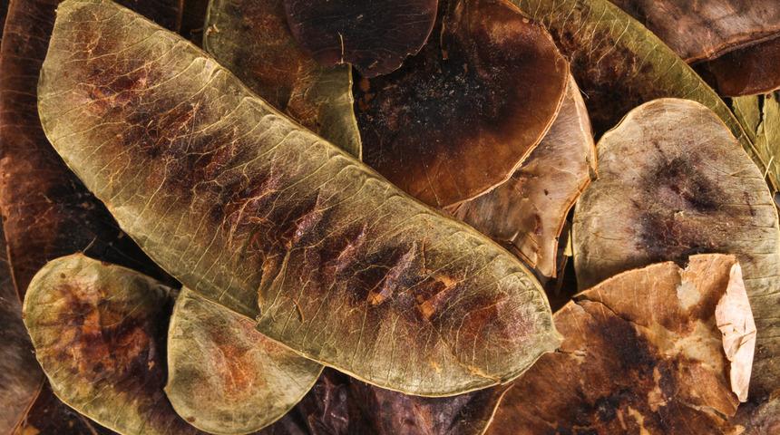 A&ccedil;lık otu nasıl kullanılır? A&ccedil;lık otu zayıflatır mı?