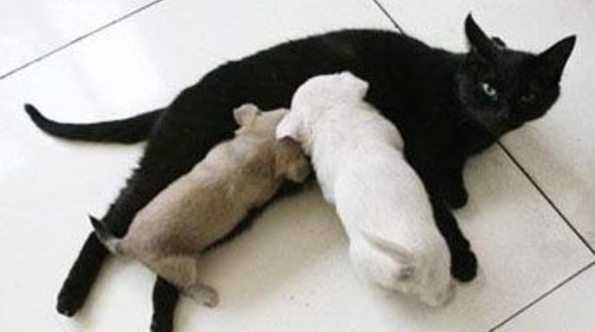 Anne kediden k&ouml;pek yavrularına fare avlama dersi