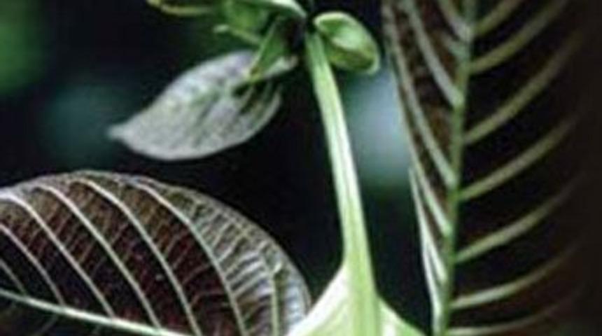 Peru kabilesinin gen&ccedil;lik aşısı!