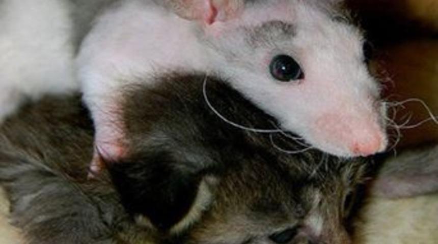 1 fare 100 kediyi &ouml;ld&uuml;rd&uuml;