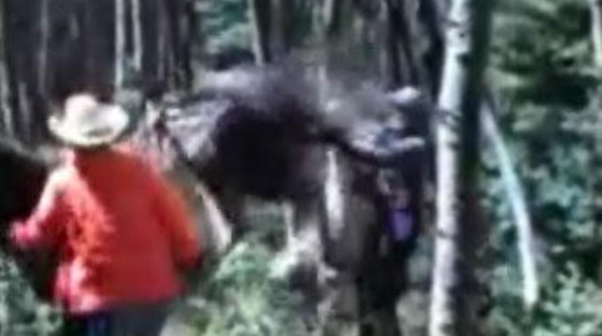 Huysuz atın &ccedil;iftesi b&ouml;yle oluyor!