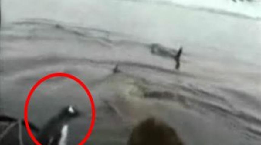 Penguen, 6 balinayla dalga ge&ccedil;ti