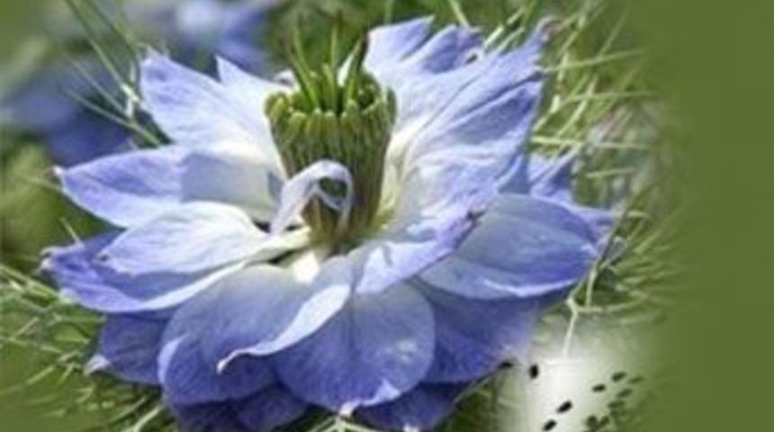 Sık kullandığımız baharatlar ağa&ccedil; mı bitki mi?